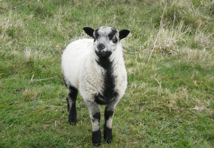 Sheep Lower Slaughter