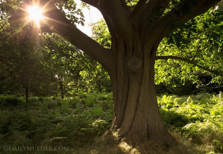 Stately Beauty: A Wander in Richmond Park