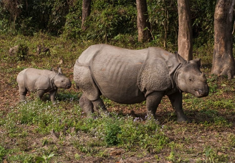 Nepal Celebrates a Year without Poaching