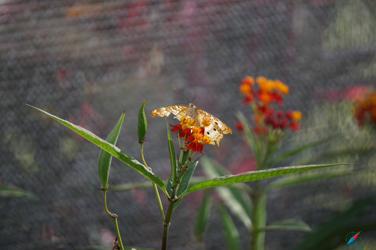 Epcot Flower and Garden Butterfly