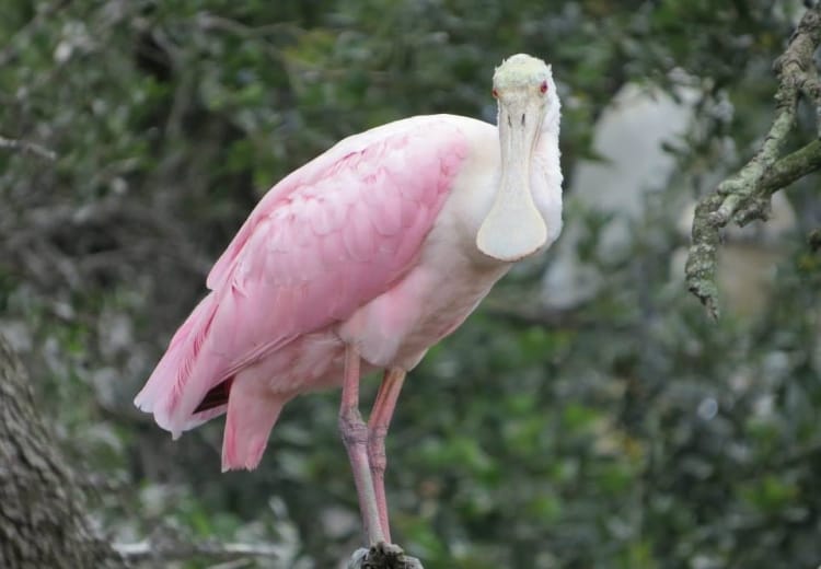 Amelia Island’s Hidden Ecological Gem - Egans Creek Greenway