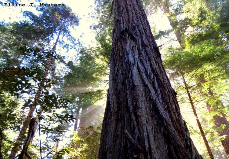 Redwood National Park - Misty Hikes and Unforgettable Giants