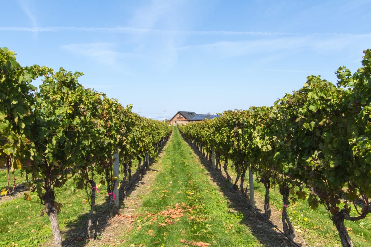 The Coastal Wine Trail Series Part 6 - Newport Vineyards