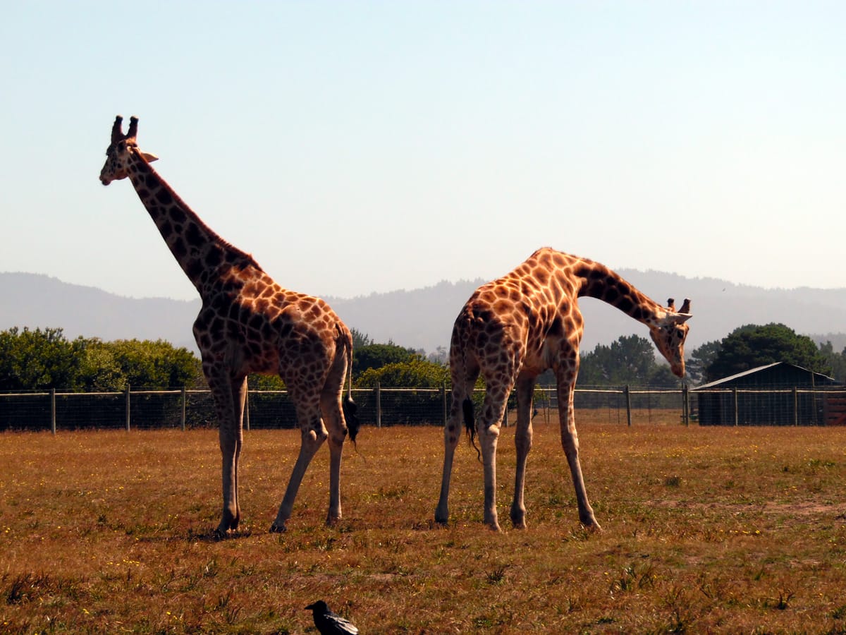 Eye-to-Eye with Giants on California’s Mendocino Coast at B Bryan Preserve