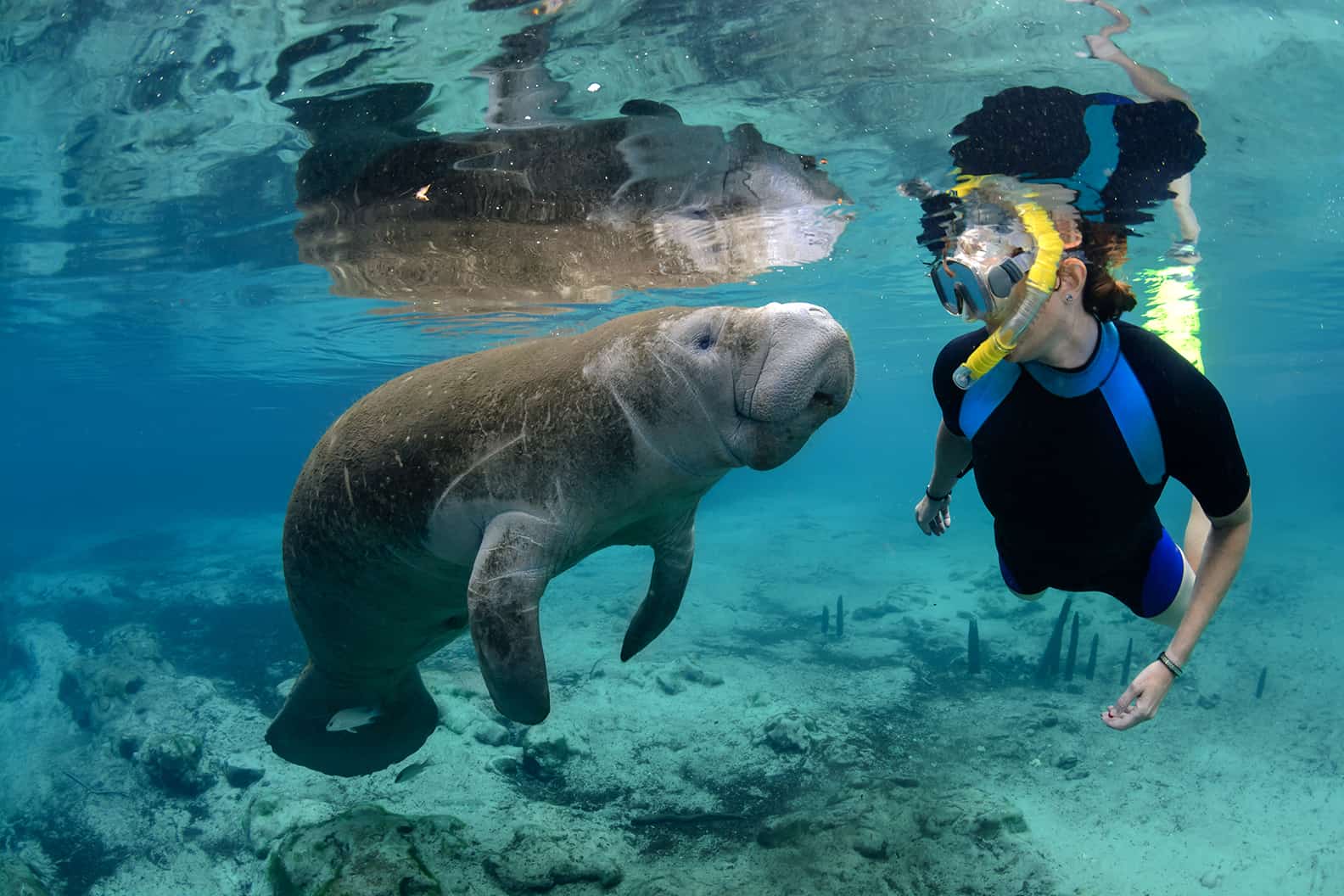 Manatee Swim 2