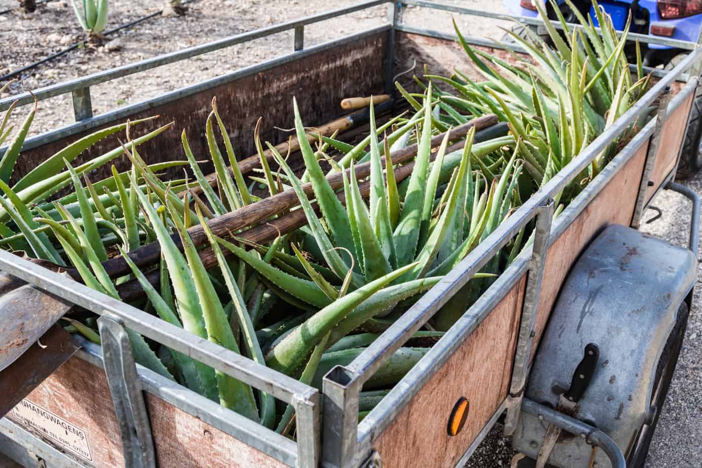 Aloe Vera farm harvesting in Aruba