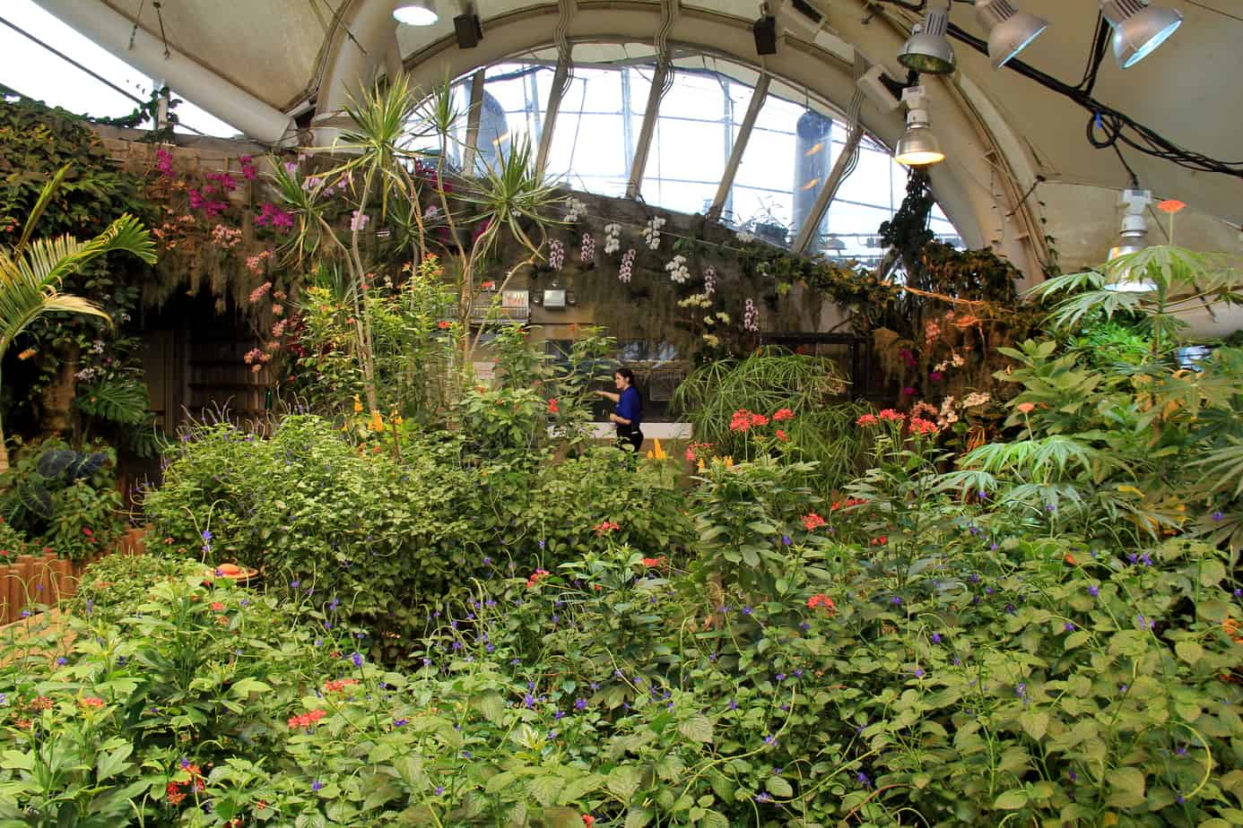 Dancing Wings Butterfly Garden Strong Museum