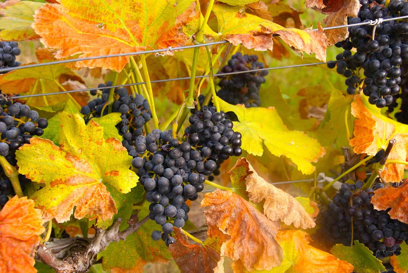 Grapes at Messina Hof