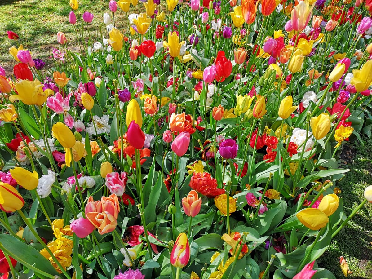 Keukenhof Gardens Flowers