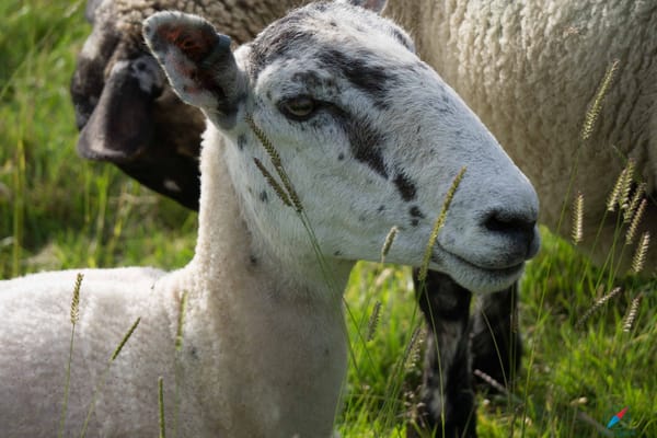 Cotswolds Sheep