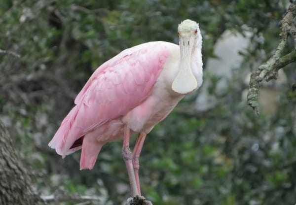 Roseate spoonbill - Egans Creek Greenway Feature