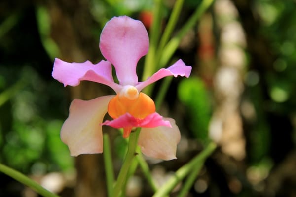 Sleeping Giant Orchid2