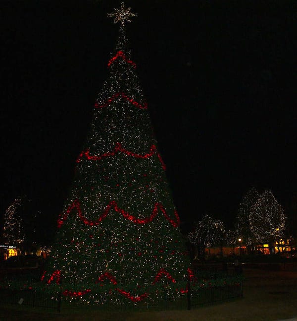 Market Street Tree