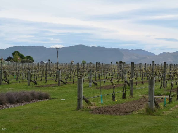 Marlborough Grape Orchard