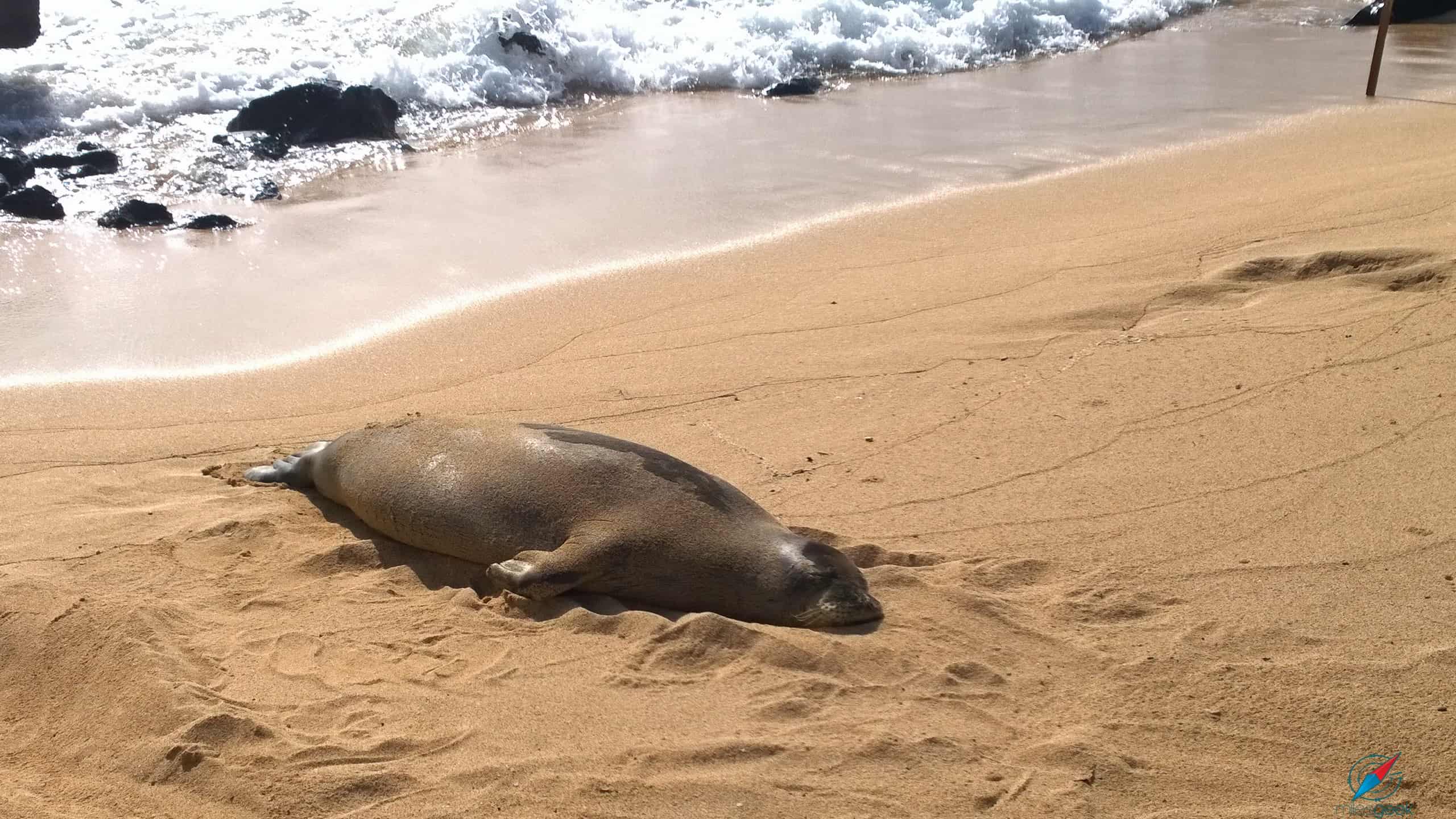 Hawaiian Monk Sea