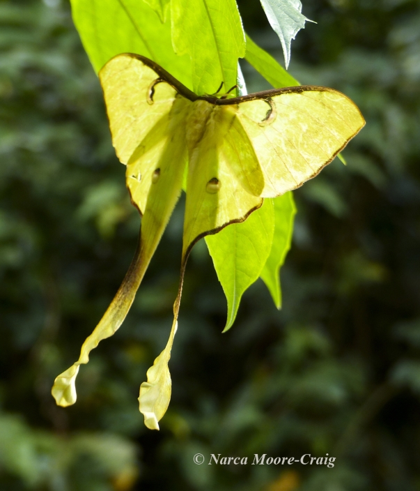 Actias Moon moth