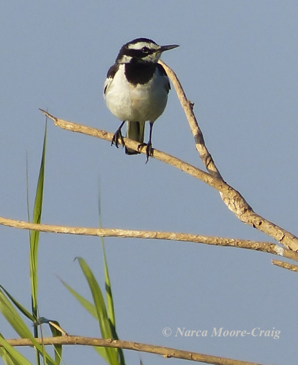 Mekong Wagtail