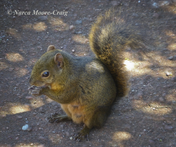 Bangs's Mountain Squirrel, Syntheosciurus brochus