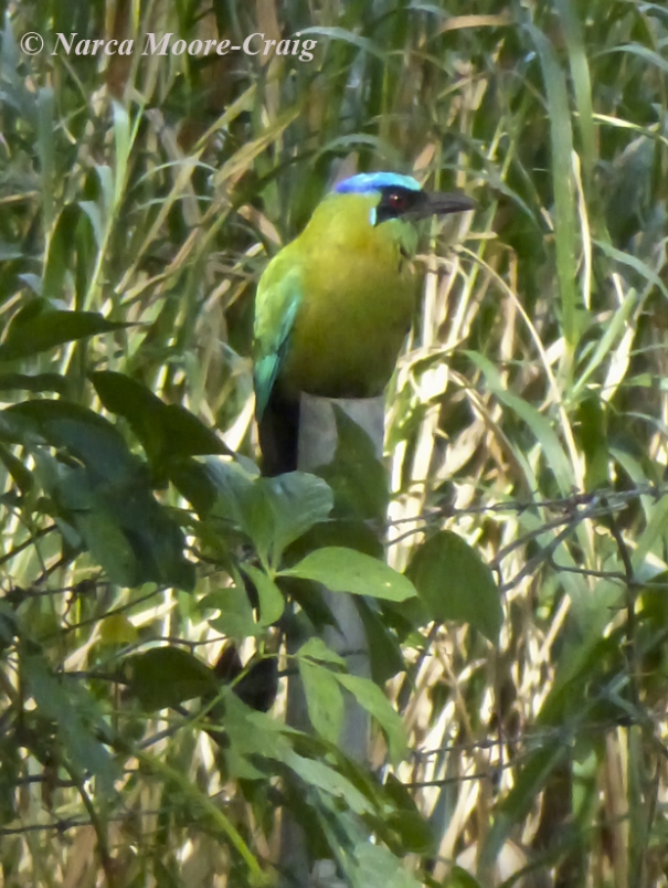 Blue-crowned Motmot