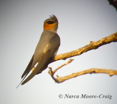 Crested Treeswift