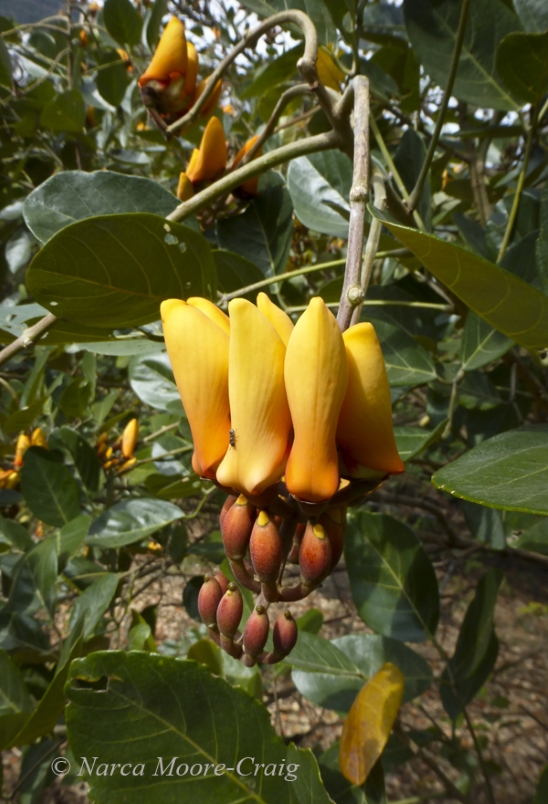 Flowering tree Escazu