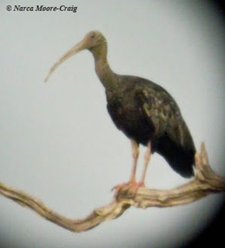 Giant Ibis