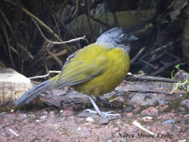 Large-footed Finch