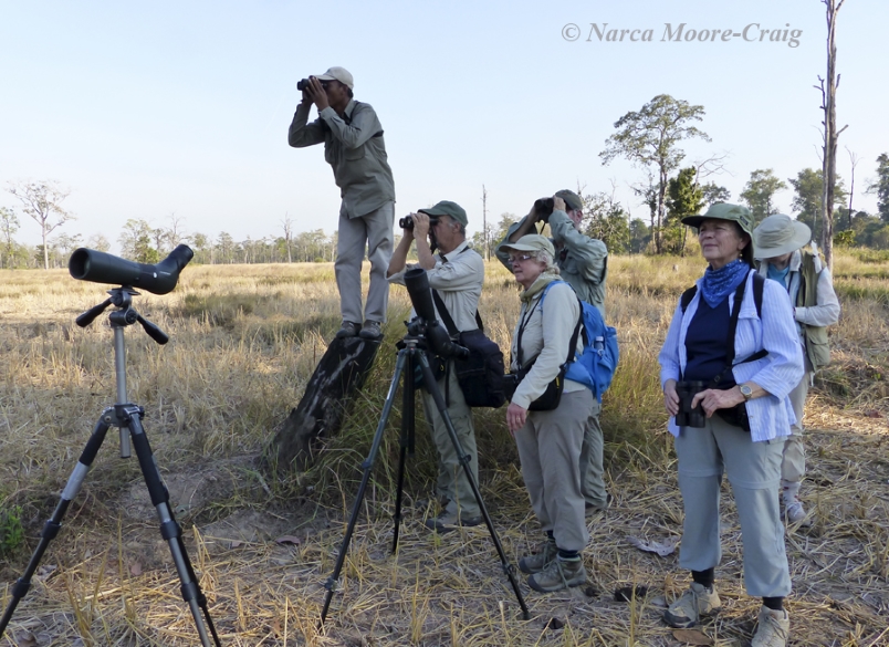 Narca looking for ibis