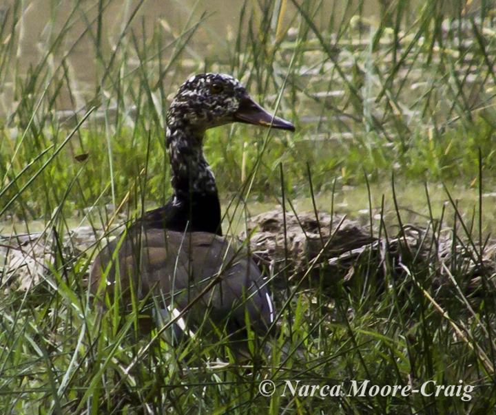 White-winged Duck