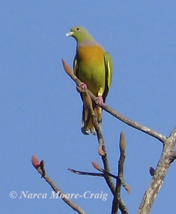 Orange-breasted Pigeon