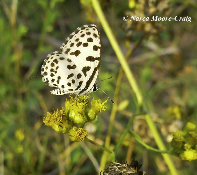 Prey-Veng-hairstreak-Common-Pierrot-Castalius-rosimon