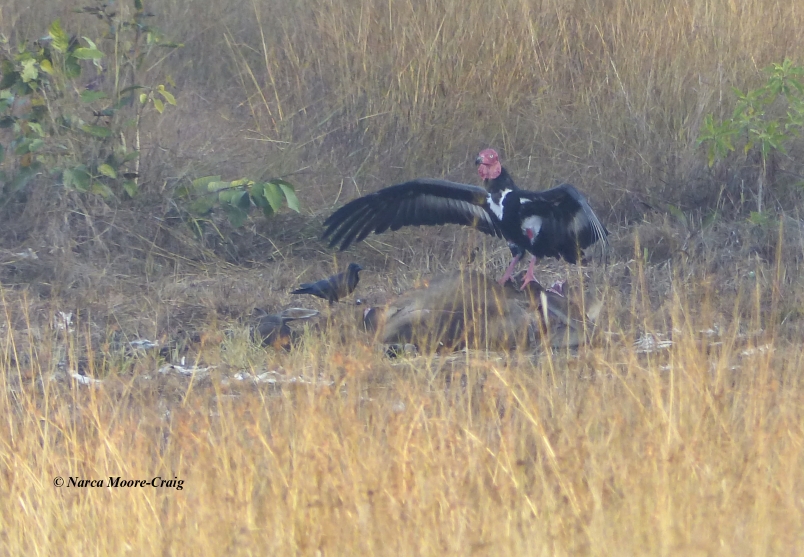 Red-headed Vulture wing spread