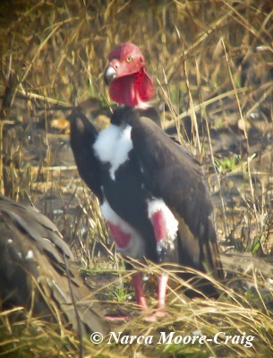 Red-headed Vulture