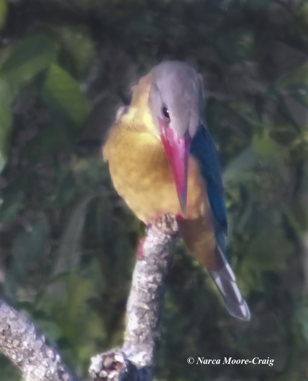 Stork-billed Kingfisher