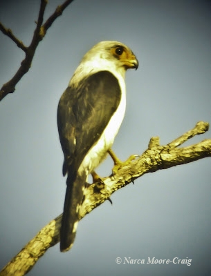 White-rumped Falcon