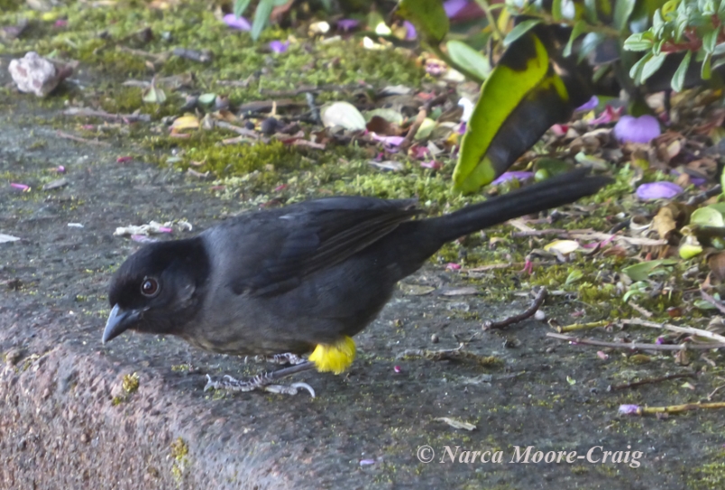 Yellow-thighed Finch