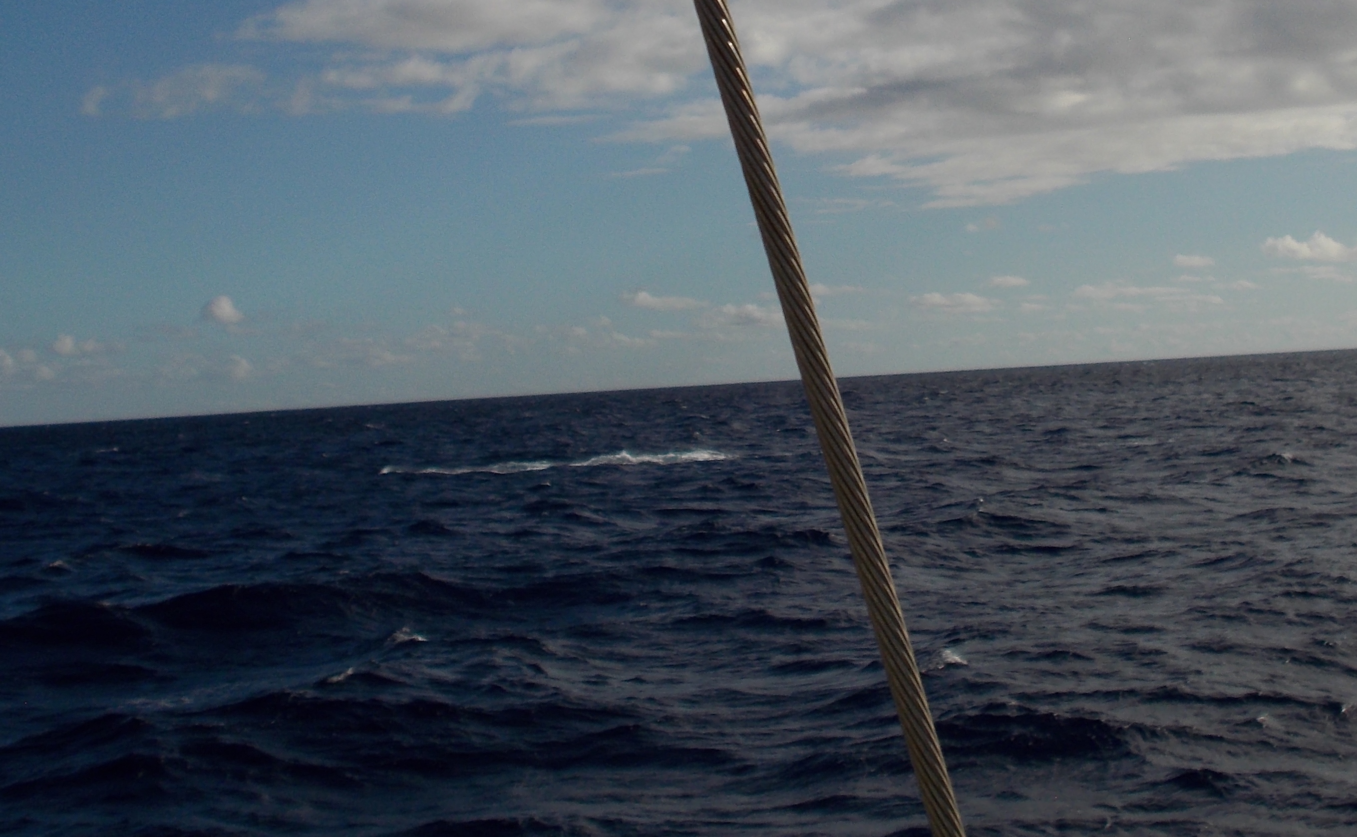 And yet another Whale breaching - Blue Dolphin