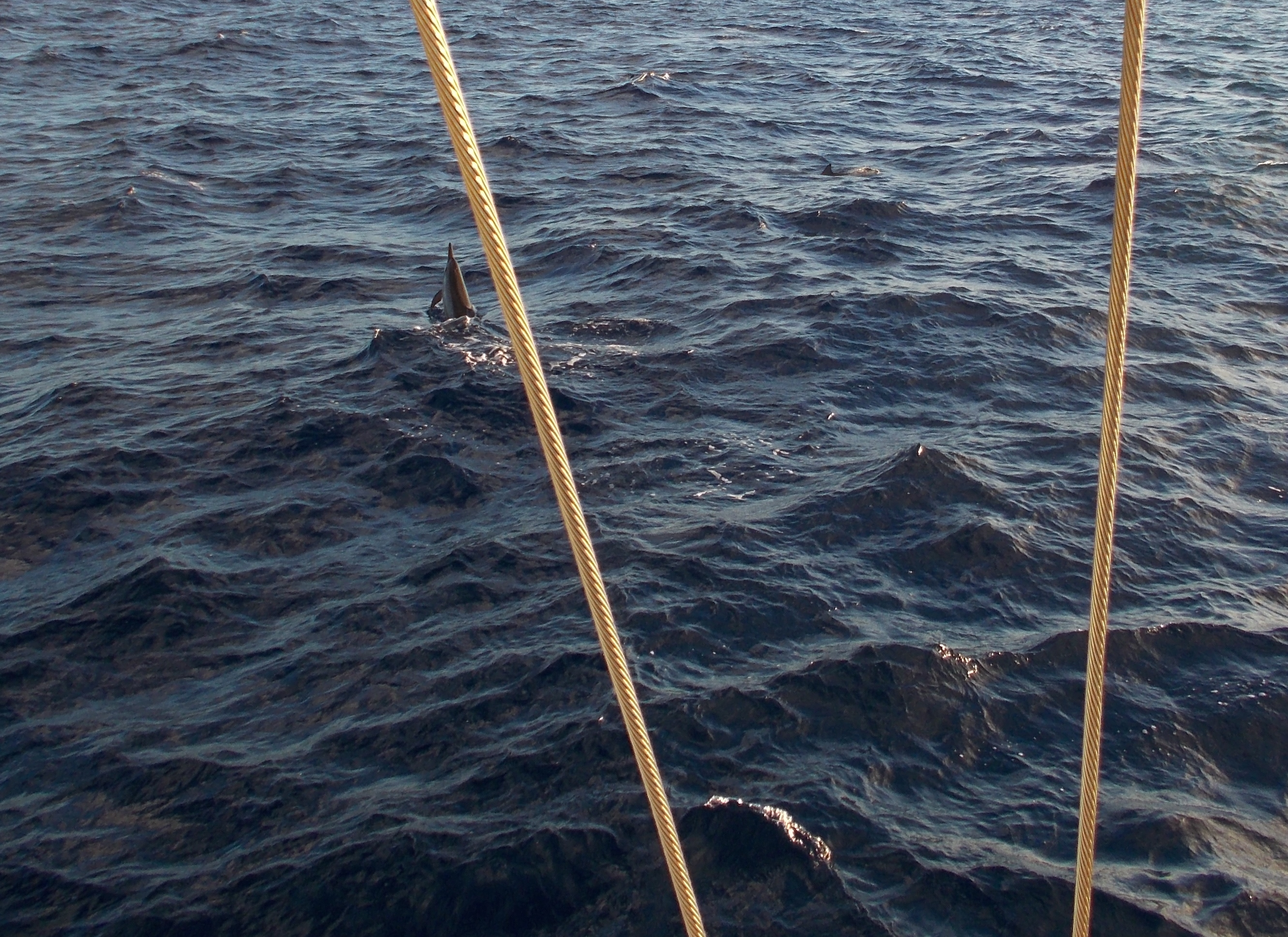 More Spinner Dolphins