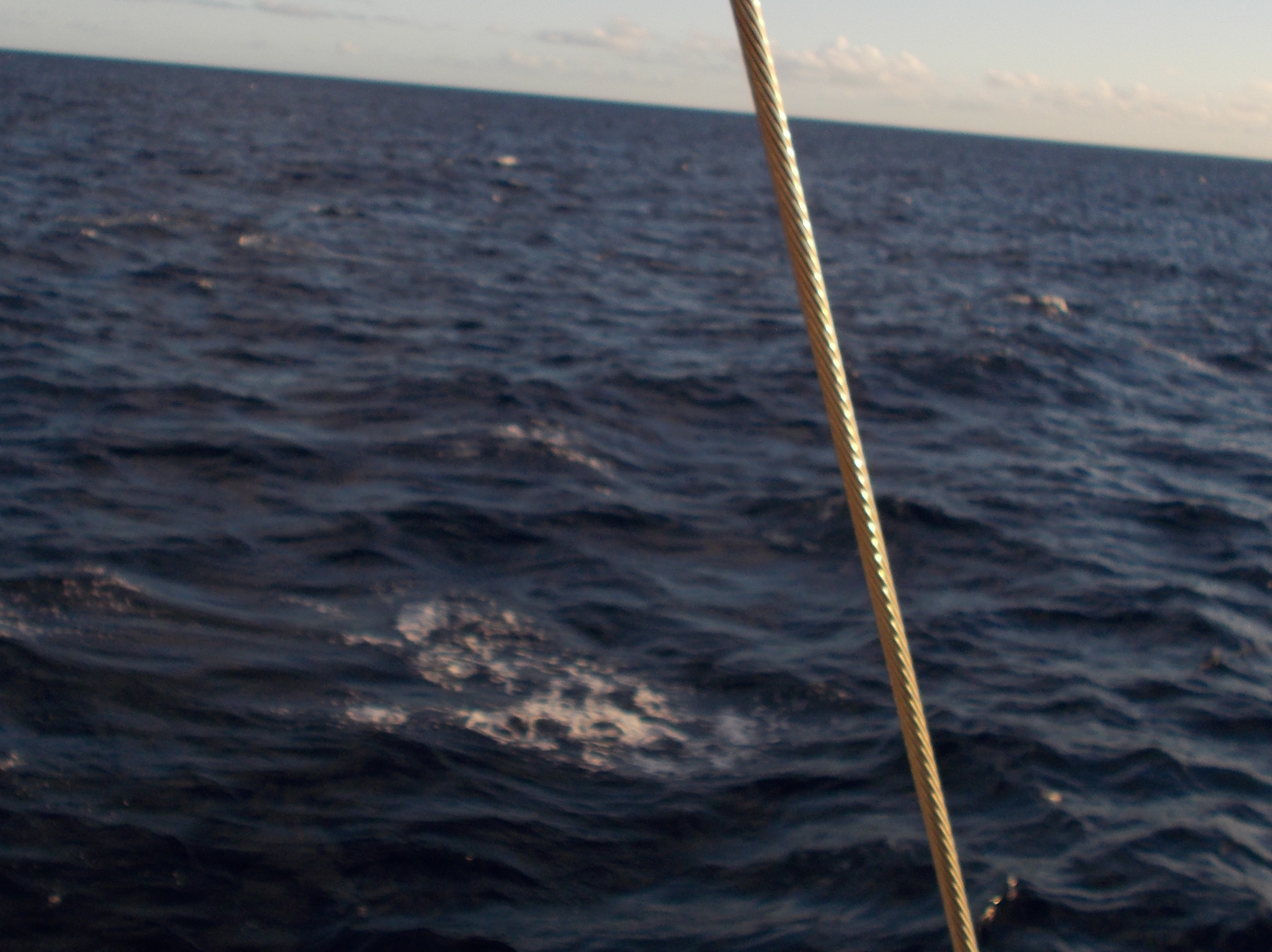 Spinner Dolphins just below the surface