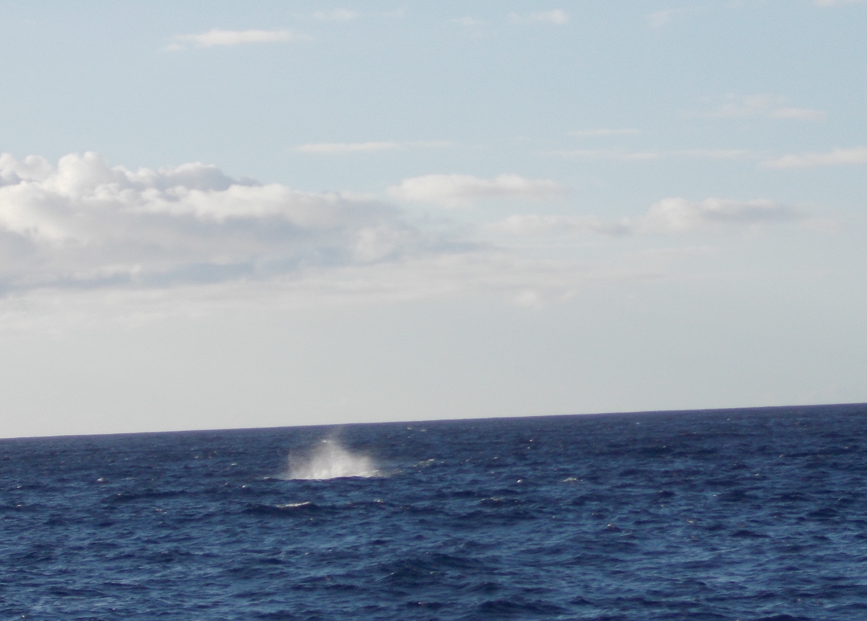 Still another Breach Blue Dolphin Whale Watching