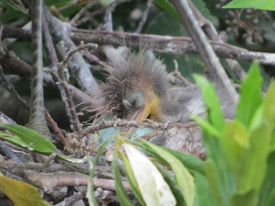 An egret hatchling at alligator form