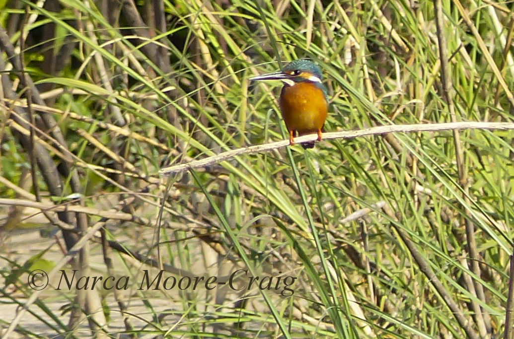 Common Kingfisher