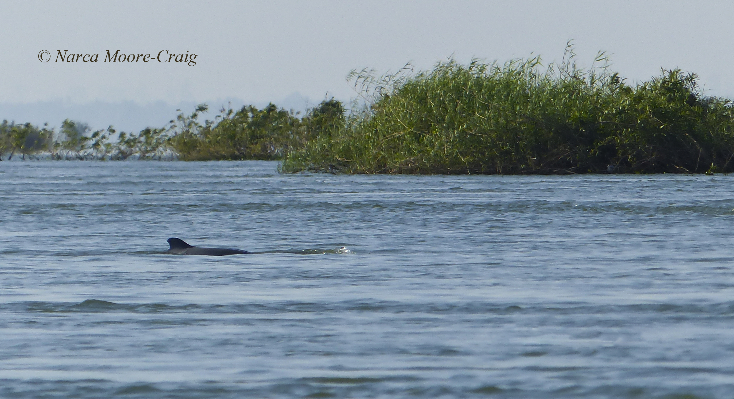 Irrawaddy Dolphin