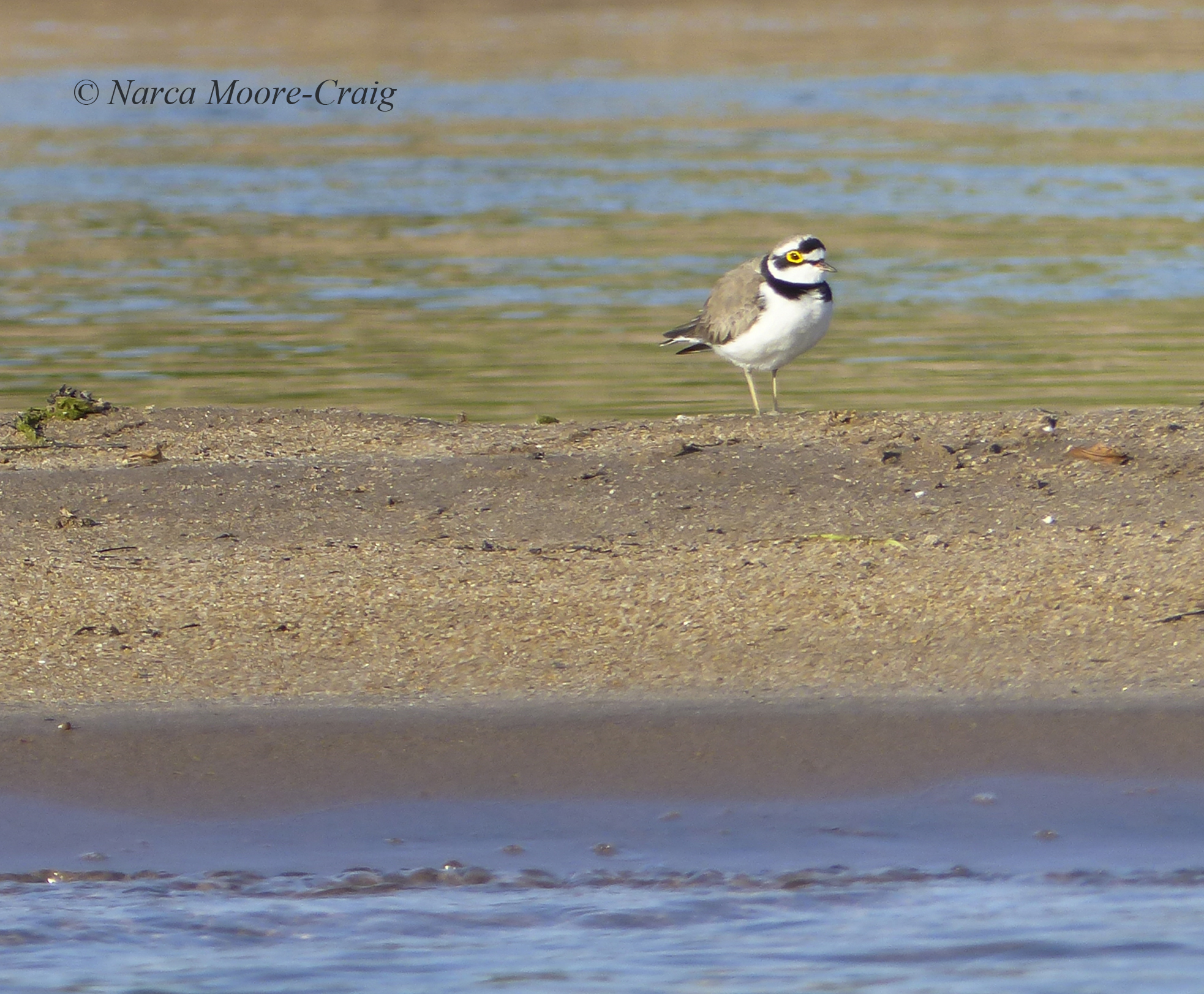 Little Ringed Plover