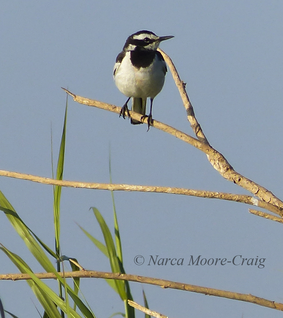 Mekong Wagtail