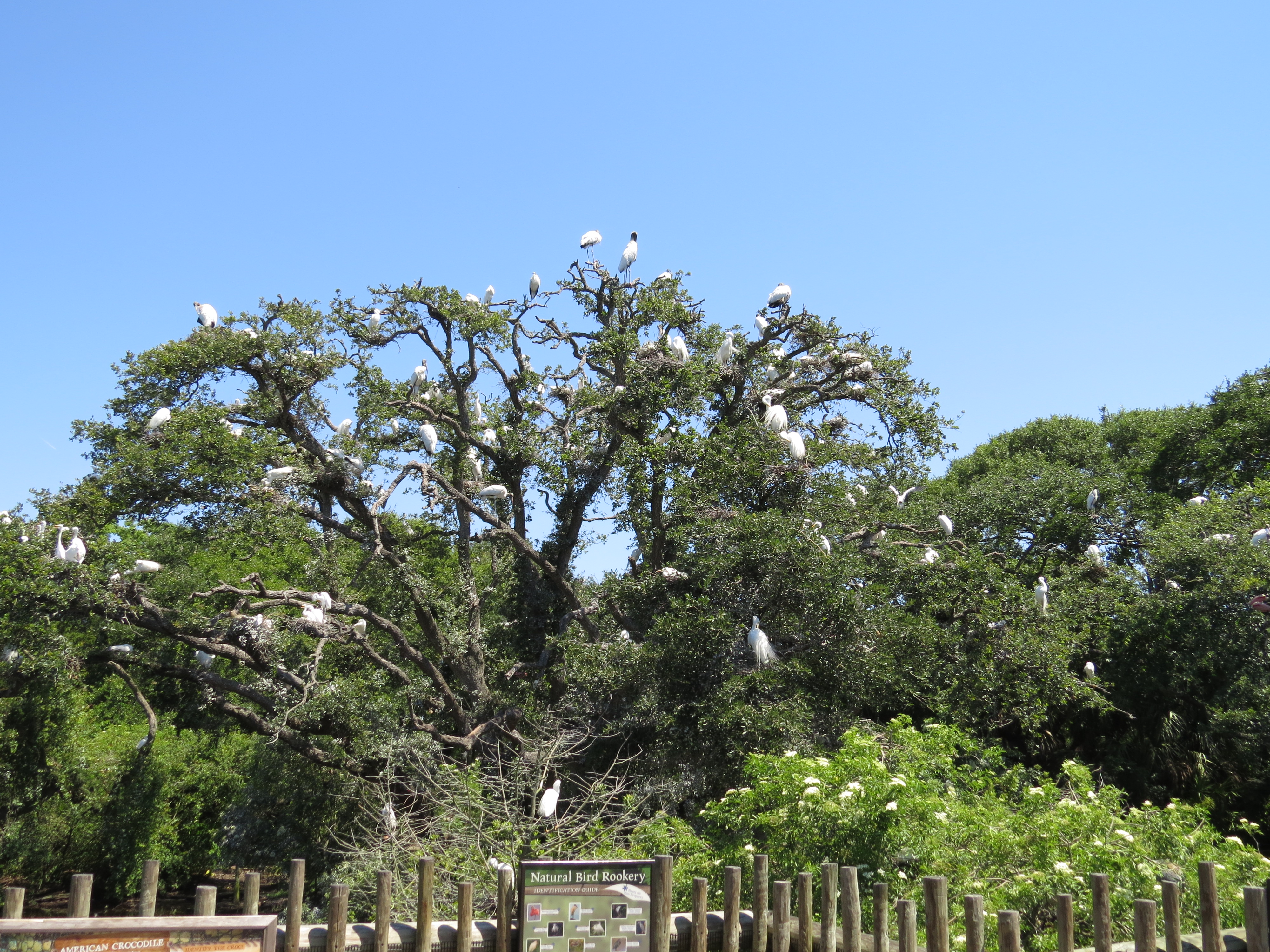 nesting birds in the Wading Bird Rookery