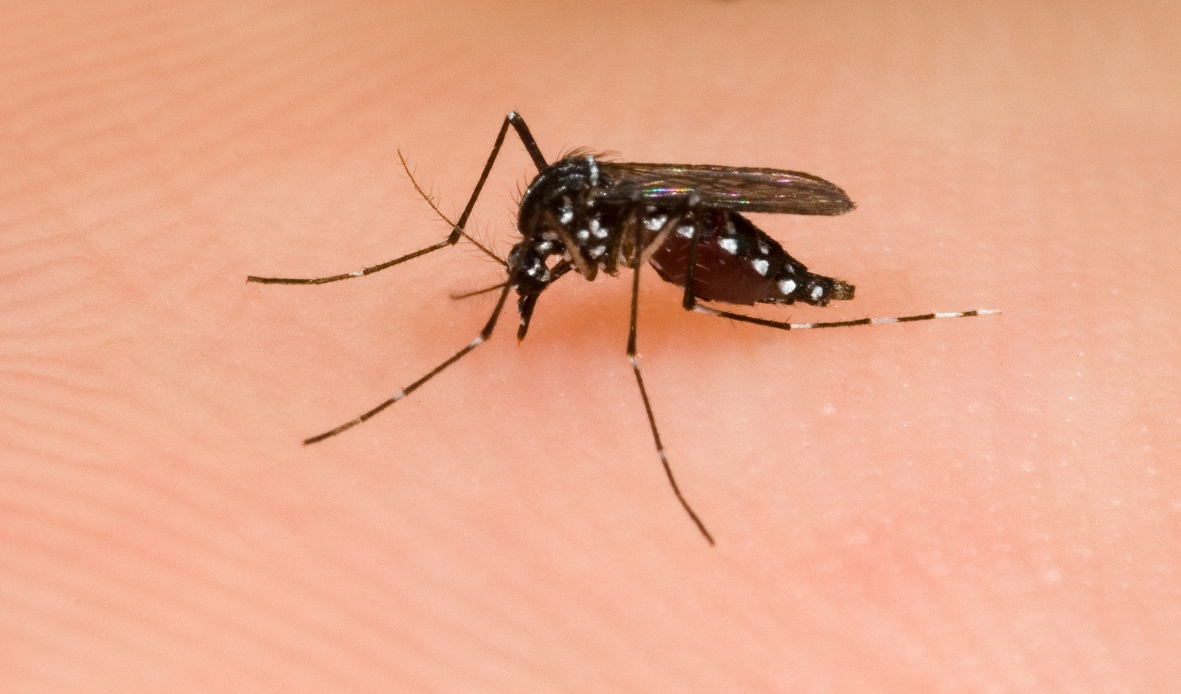 Zika Mosquito