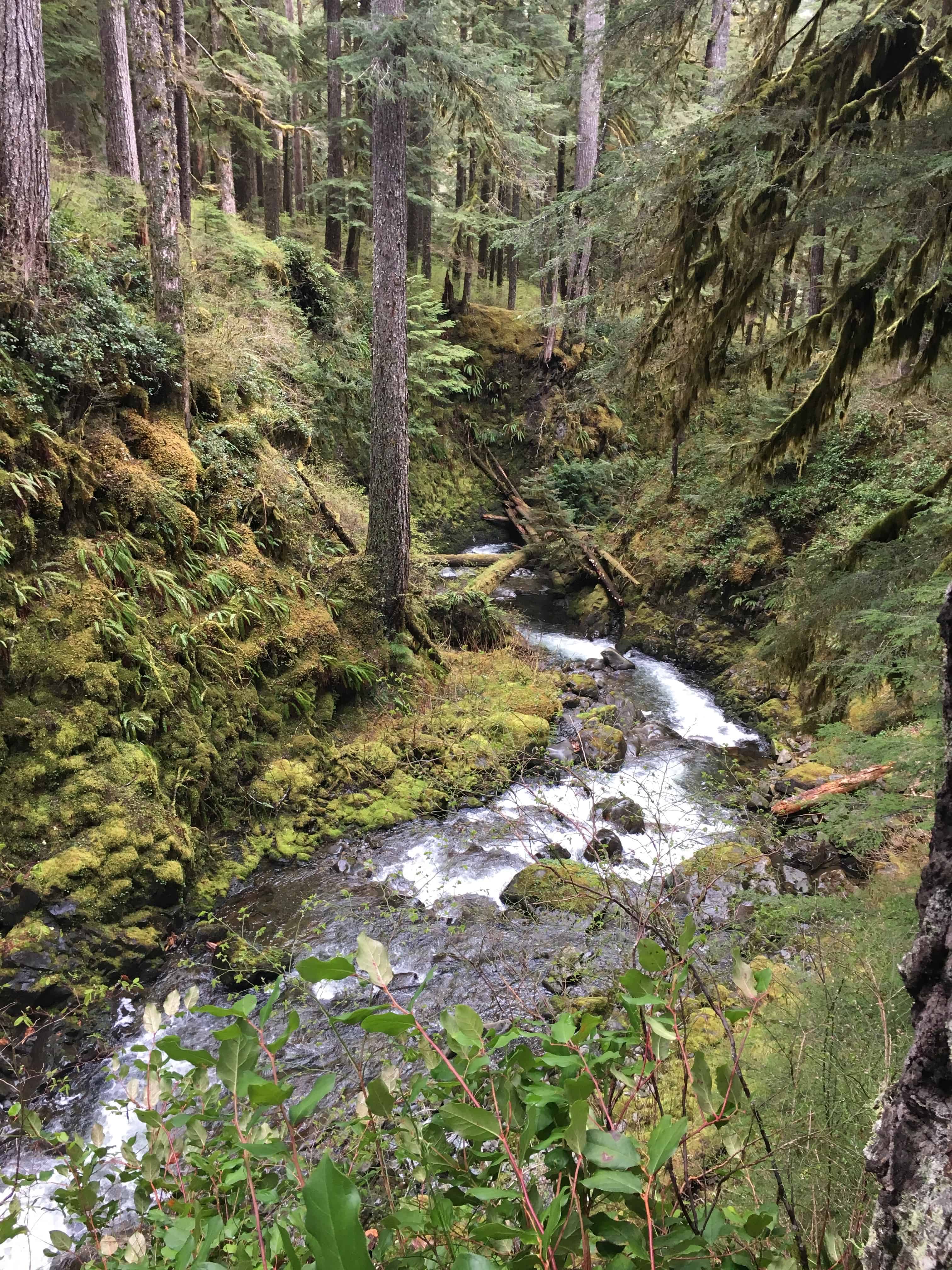 Creek near Sol Duc