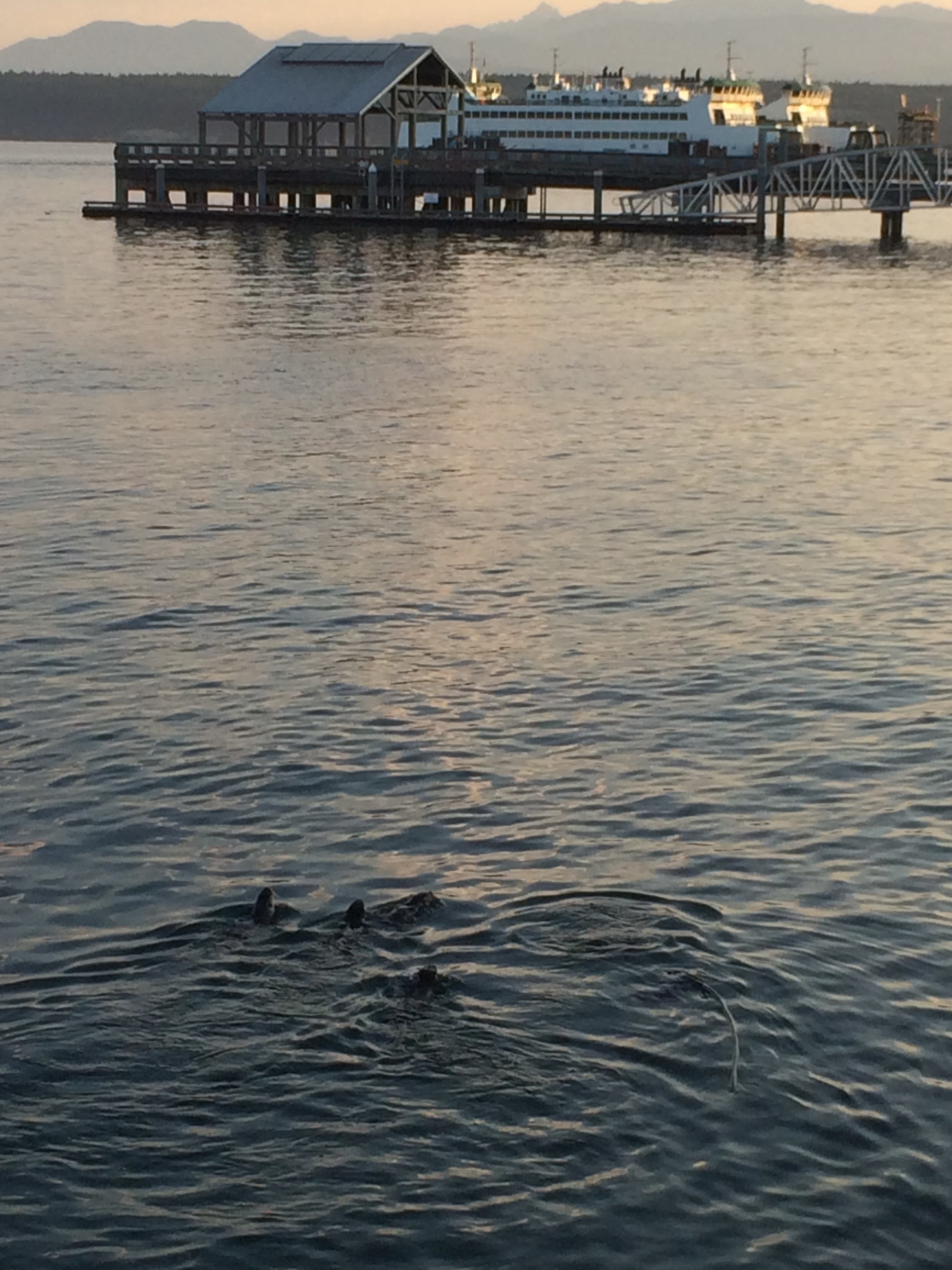 Otter family Port Townsend