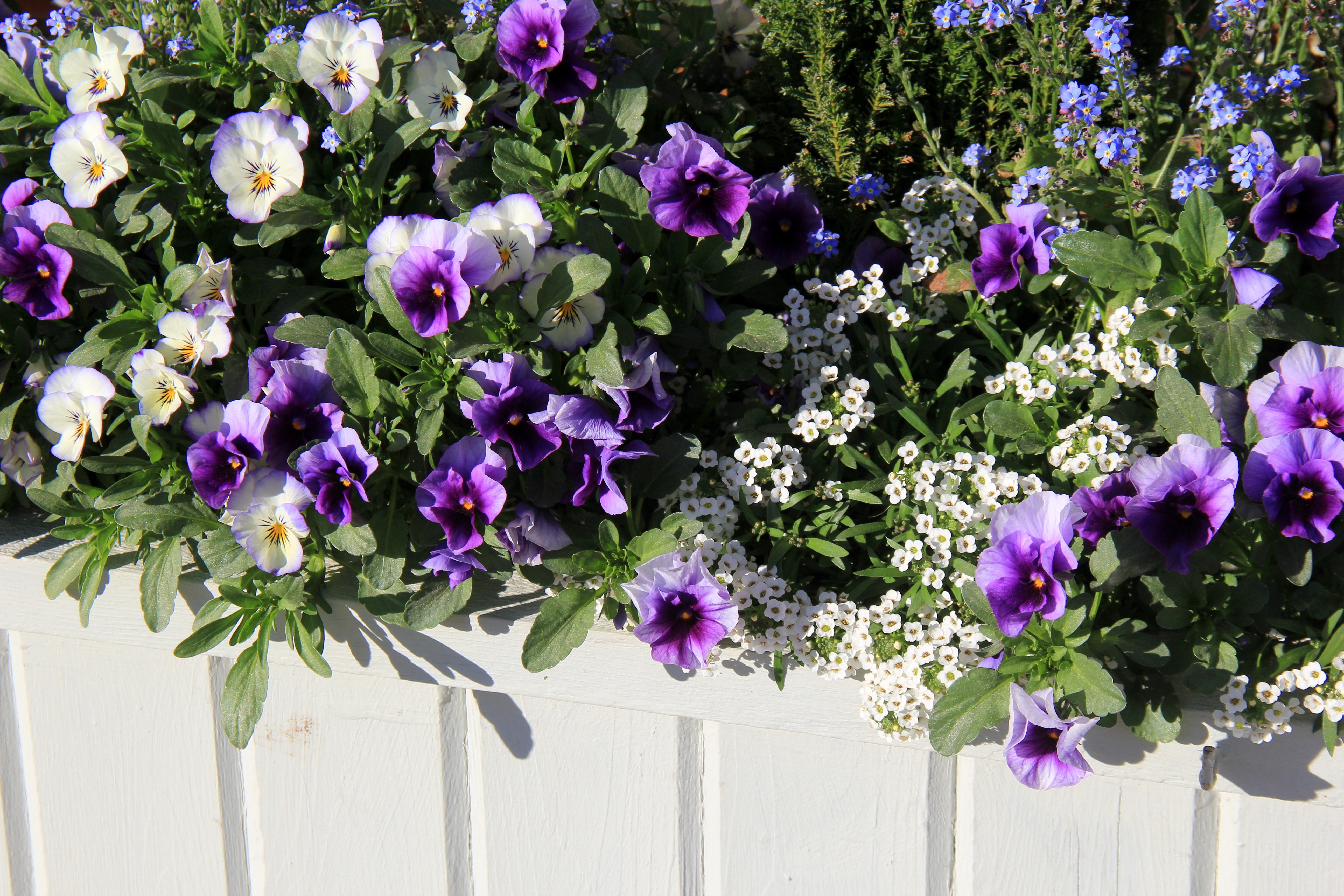 Maine Pansies